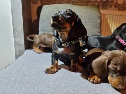 Jezevčík hladkosrstý trpasličí
