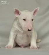 Bullterier s PP