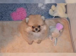 Pomeranian/ trpasličí špic