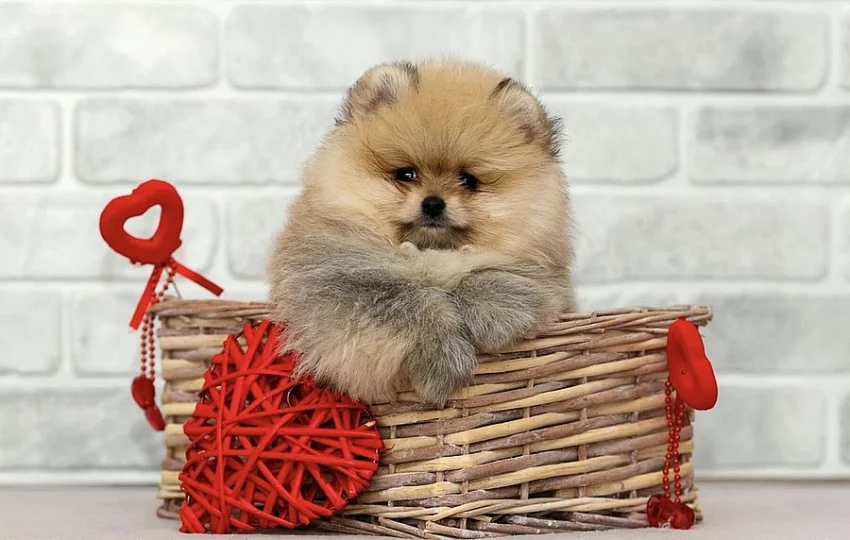 Pomeranian/ trpasličí špic