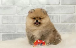 Pomeranian/ trpasličí špic