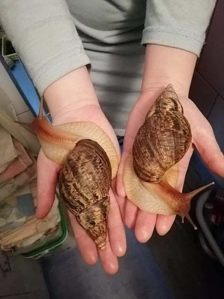 Achatina reticulata