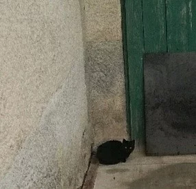 Prodám kočičku
