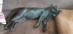 Kocourci Loki a Kylo