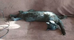 Kocourci Loki a Kylo