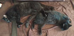 Kocourci Loki a Kylo