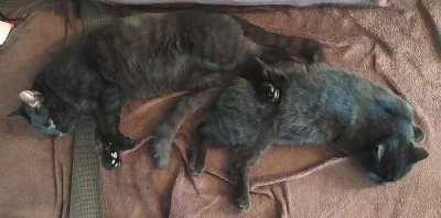 Kocourci Loki a Kylo