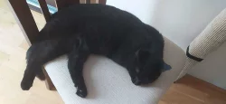 Kocourci Loki a Kylo