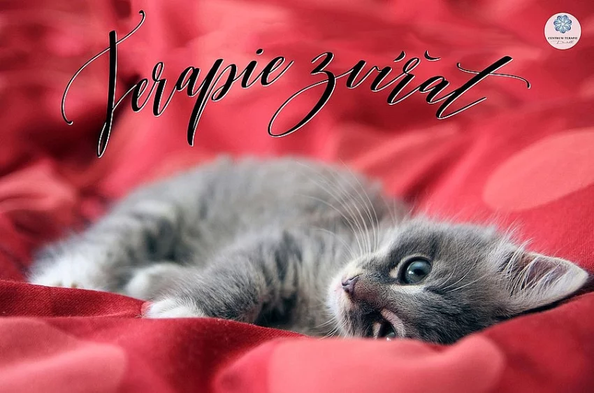 Terapie pro zvířata - energetické léčení zvířat