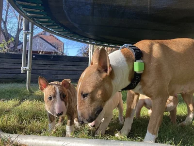 Minibullteriér štěňata s PP - 9 týdnů k odběru