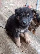 Prodám štěňata Německého ovčáka