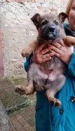 Prodám štěňata Německého ovčáka