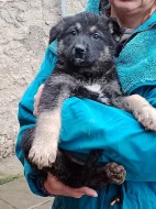 Prodám štěňata Německého ovčáka