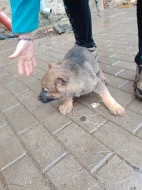 Prodám štěňata Německého ovčáka
