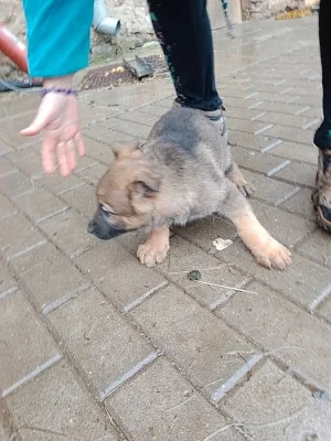 Prodám štěňata Německého ovčáka