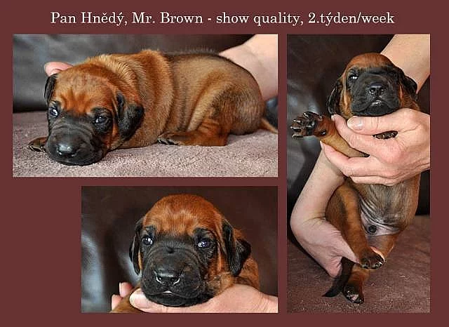 Rhodéský Ridgeback štěňátka s PP
