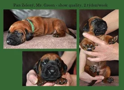 Rhodéský Ridgeback štěňátka s PP