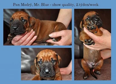 Rhodéský Ridgeback štěňátka s PP