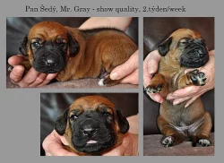 Rhodéský Ridgeback štěňátka s PP