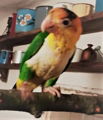 Amazónek bělobřichý 0,1