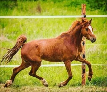 Welsh pony valach 5 let, KVH 130