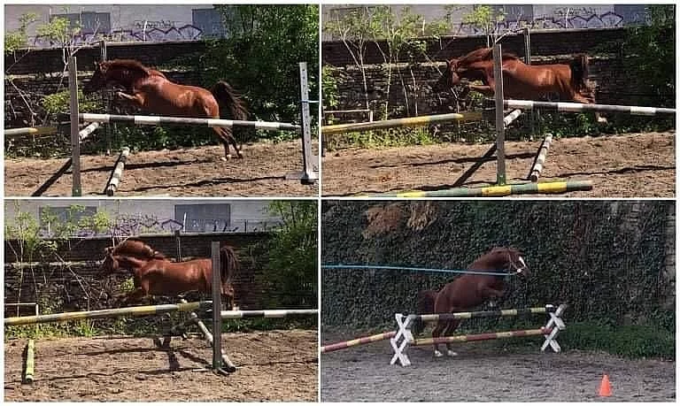 Welsh pony valach 5 let, KVH 130