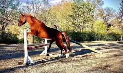 Welsh pony valach 5 let, KVH 130