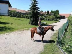 Welsh pony valach 5 let, KVH 130