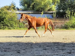 Welsh pony valach 5 let, KVH 130
