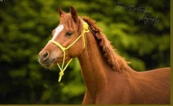 Welsh pony valach 5 let, KVH 130