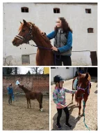 Welsh pony valach 5 let, KVH 130
