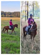 Welsh pony valach 5 let, KVH 130