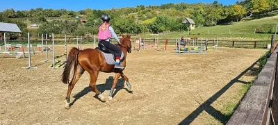 Welsh pony valach 5 let, KVH 130