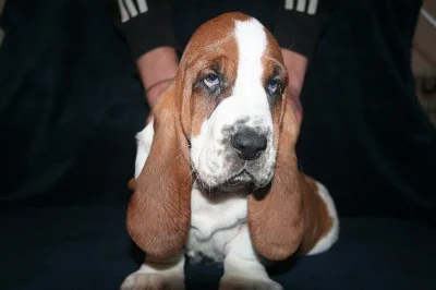Basset Hound