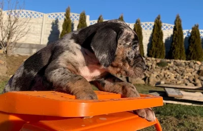 Louisiansky leopardí pes- Catahoula