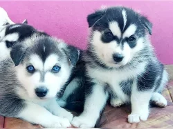 Nabízím štěňata husky na prodej