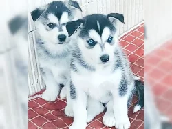 Nabízím štěňata husky na prodej