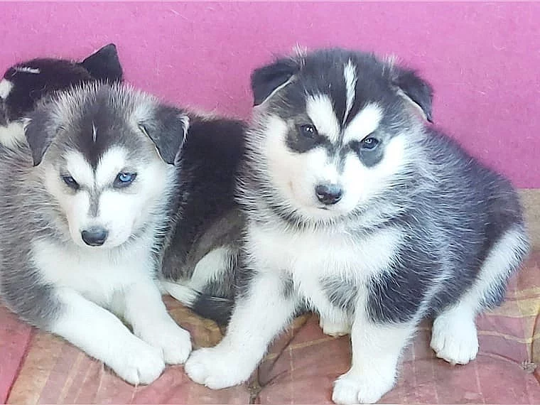 Nabízím štěňata husky na prodej