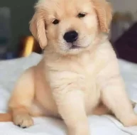 Zlatý retriever - štenata s PP