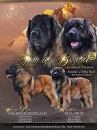 LEONBERGER - fenka