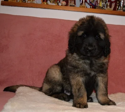 LEONBERGER - fenka