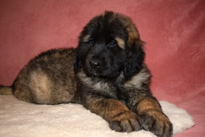 LEONBERGER - fenka