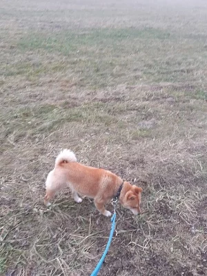 Daruji Shiba-inu