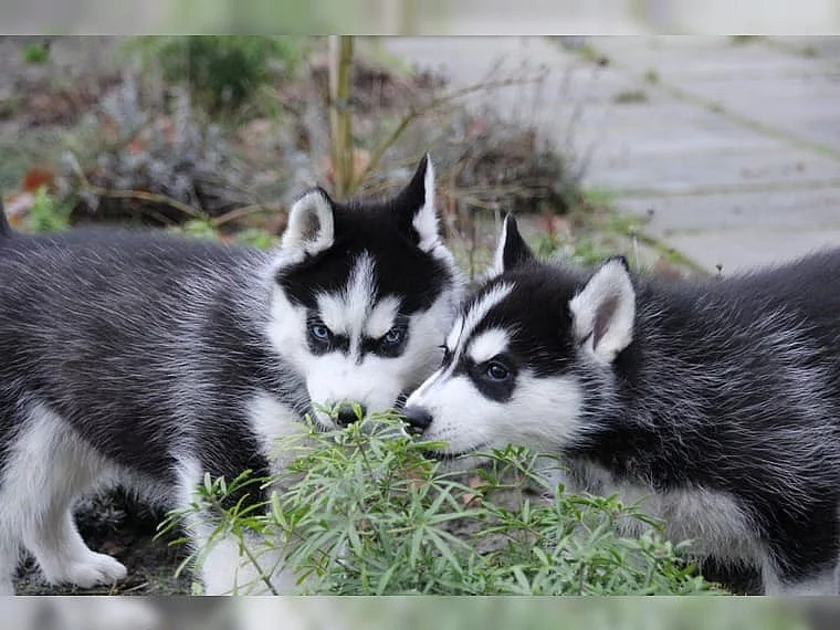 Sibiřský Husky - Husky štěňata s PP