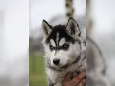 Sibiřský Husky - Husky štěňata s PP