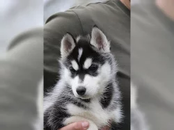 Sibiřský Husky - Husky štěňata s PP