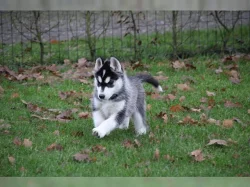 Sibiřský Husky - Husky štěňata s PP