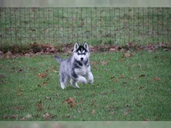 Sibiřský Husky - Husky štěňata s PP