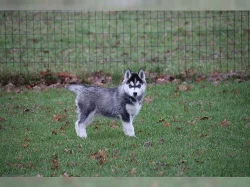 Sibiřský Husky - Husky štěňata s PP