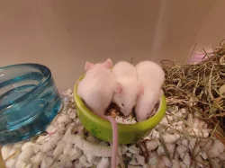 Bílá myška sameček